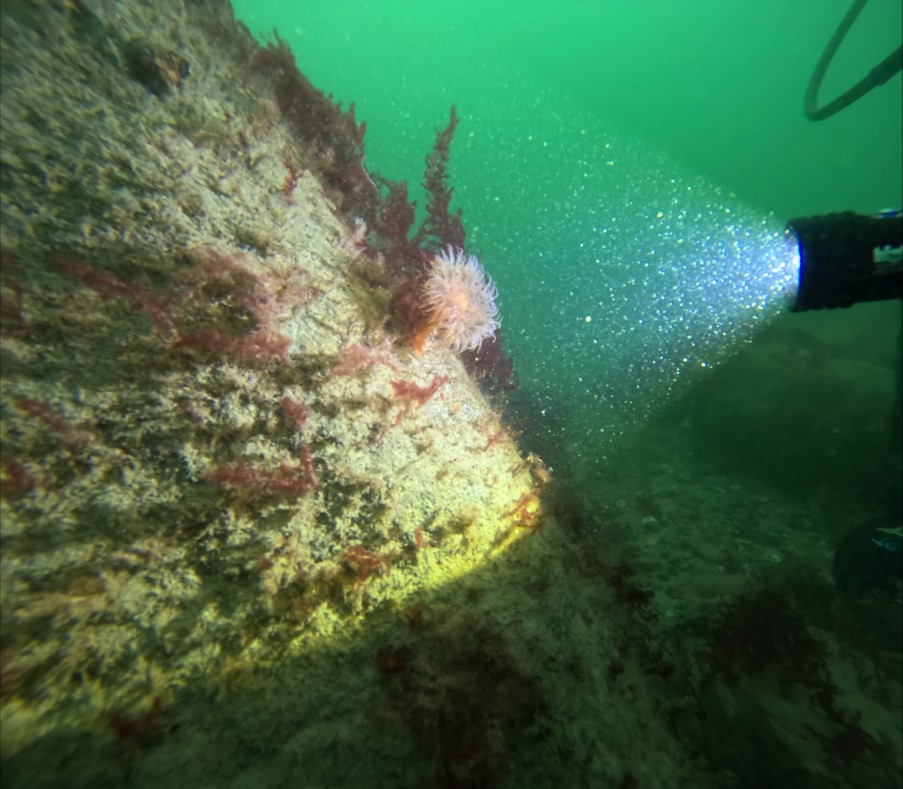 Søanemone Søanemone